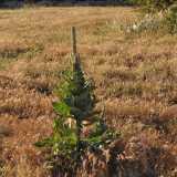 Altri delicati vegetali impreziosiscono la nostra escursione, mentre il tramonto si fa sotto con i suoi accesi colori. Il tasso barbasso, specie dotata di fiori gialli e foglie morbidissime